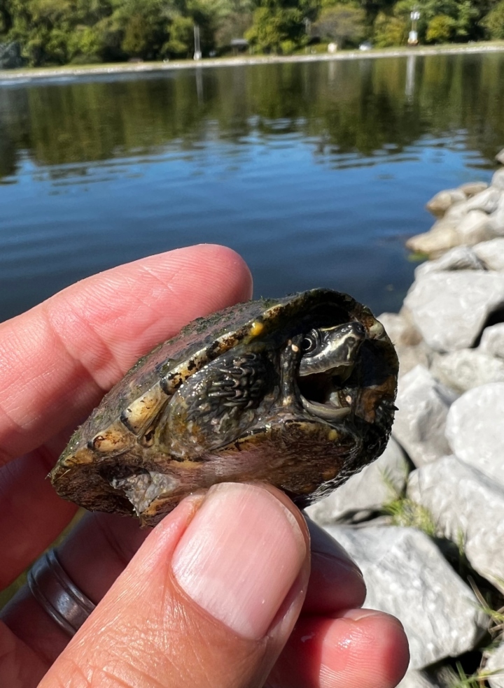 Common Musk Turtle